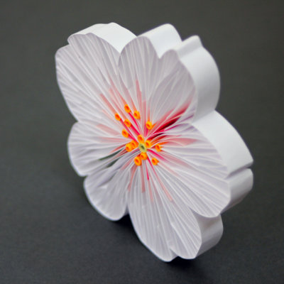 judithrolfe_flower PRUNUS SERRULATA [Cherry Blossom], quilling paper, unmounted IMPRESSION ORIGINALE
