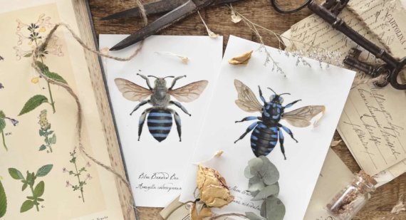Designer Gillian BOWEN-JOHNSTON Blue Bee for Impression Originale